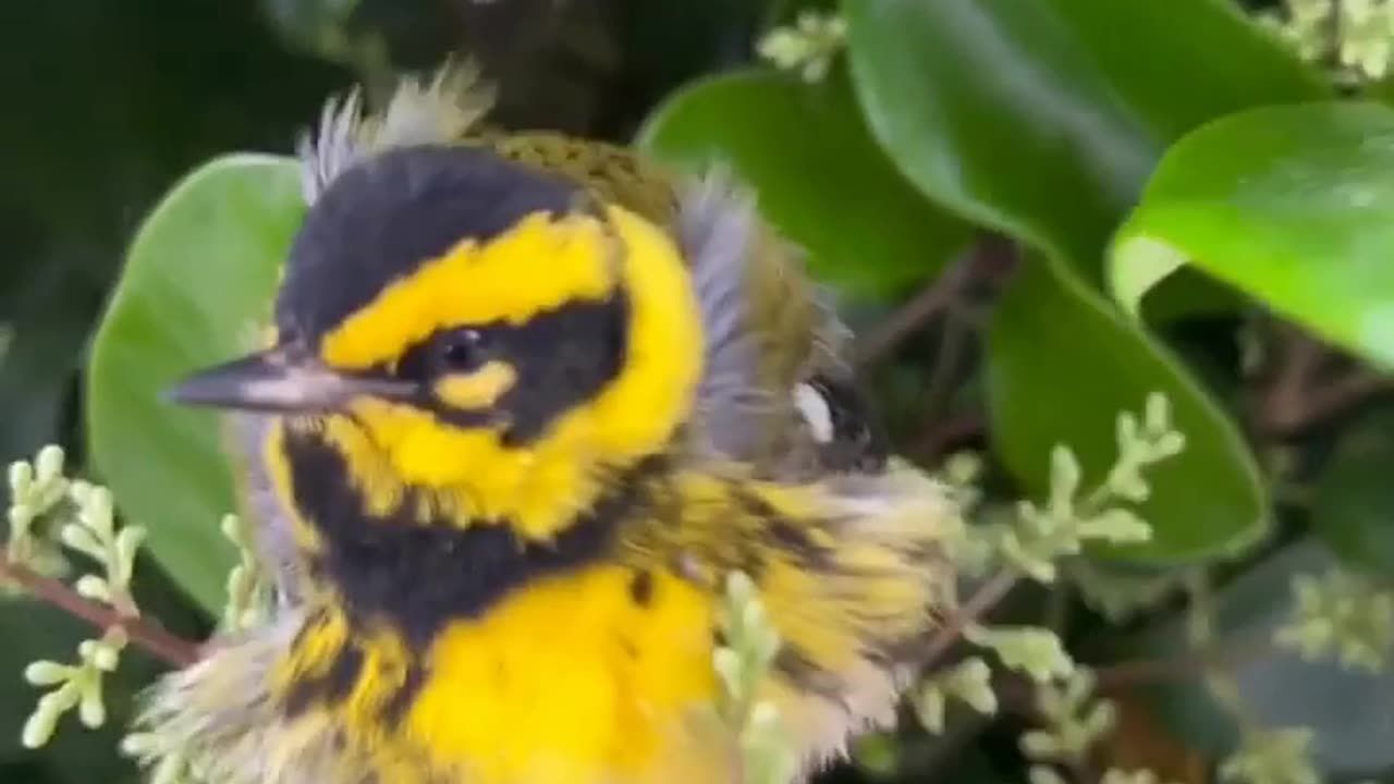 Exhausted tiny bird hitches a ride on a whale watching boat, back to shore! 💛🐦