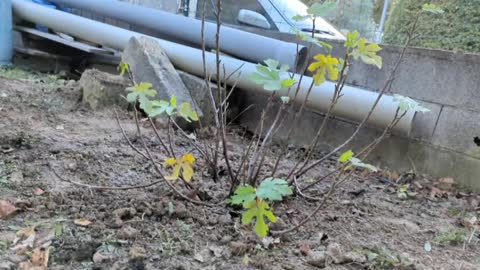 2022-11-25 (5) - enterrement - Twitch Decheterie