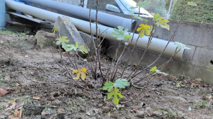 2022-11-25 (5) - enterrement - Twitch Decheterie