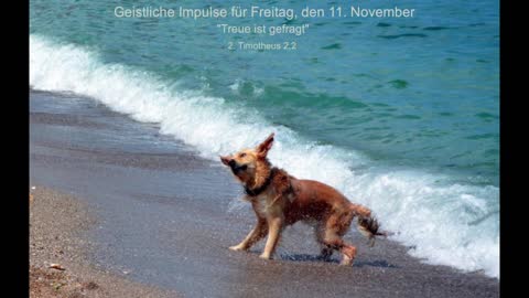 Geistliche Impulse für Freitag, den 11. November