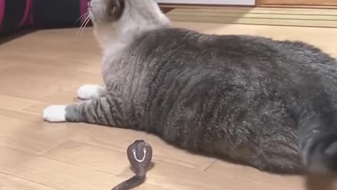 Funny cat video 🥰❤️ for snake 🐍 prank ❤️🥰🐍