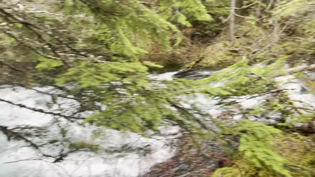 Hiking Beside Our Friend McKenzie River – Sahalie Falls & Koosah Falls Loop – 4K