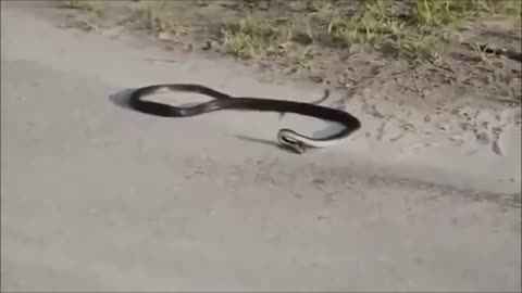 Weird Snake Goes Crazy And Kills Itself