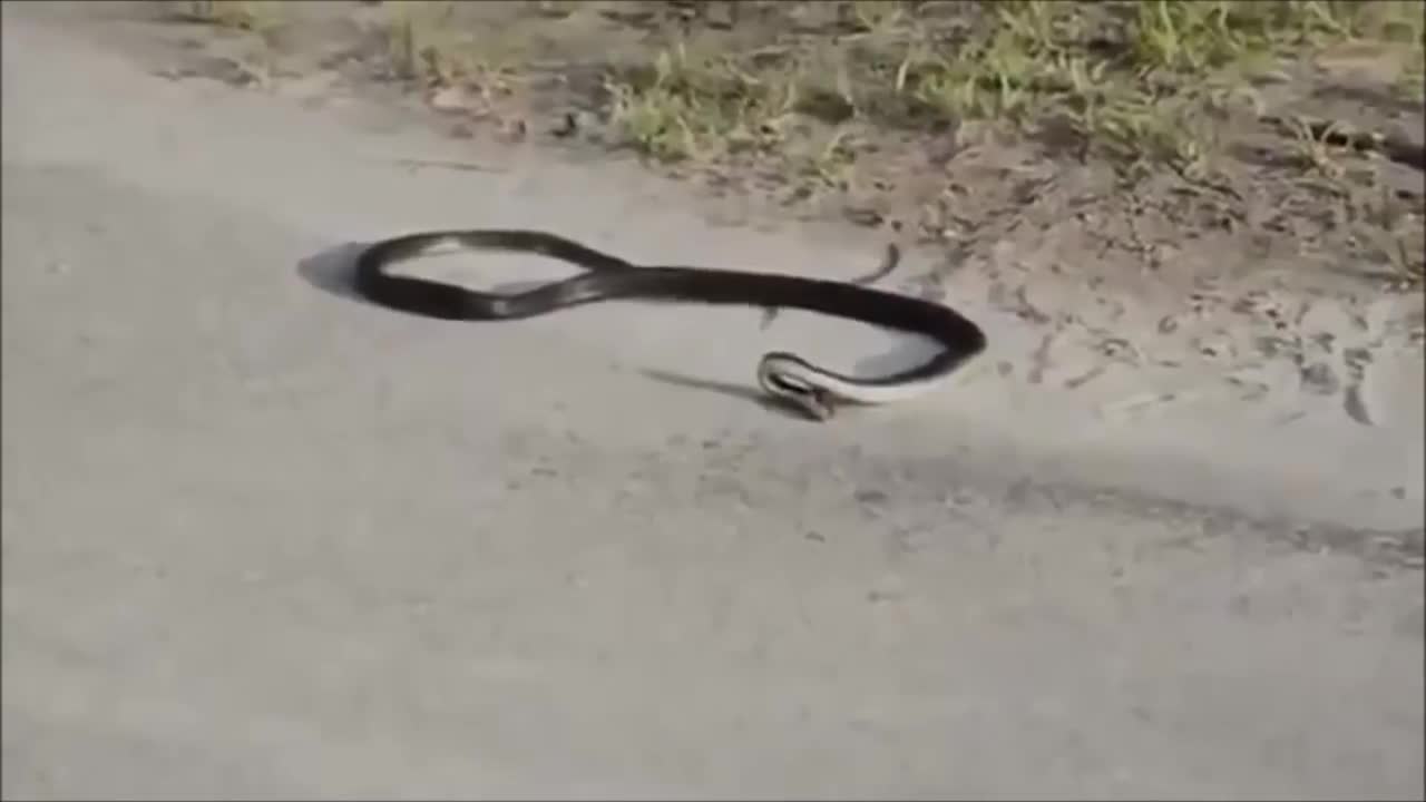 Weird Snake Goes Crazy And Kills Itself