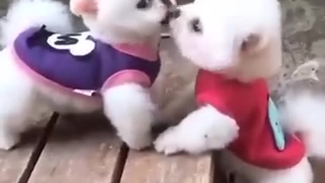 ♥Cute Puppies Doing Funny Things 2020♥ #3 Cutest Dogs