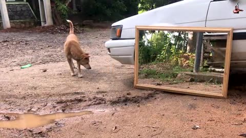 Dog prank on mirror | dog funny prank video