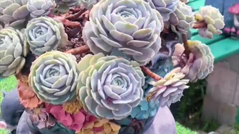 Succulents in all and sizes!Come and enjoy!😊