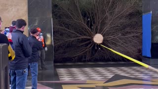 Squeezing a Big Christmas Tree Through a Small Doorway