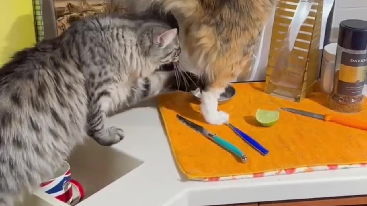 Cat in kitchen