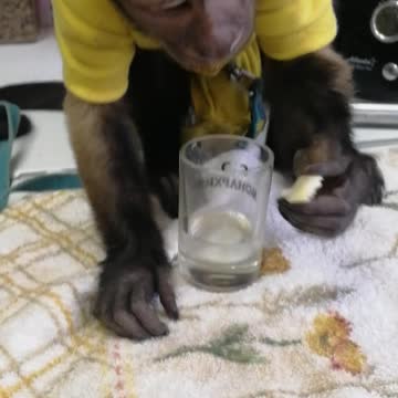 Очень воспитанная обезьяна