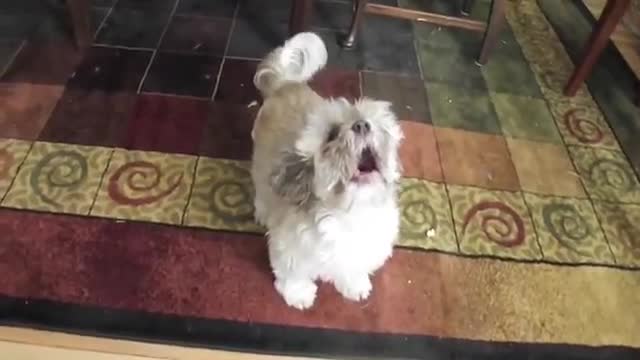 Cody the Screaming Dog