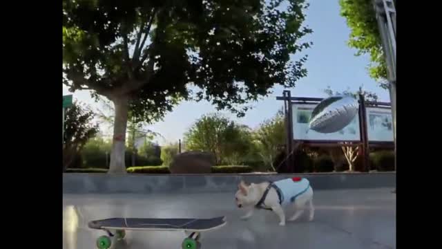 Amazing Skateboarding Dog.