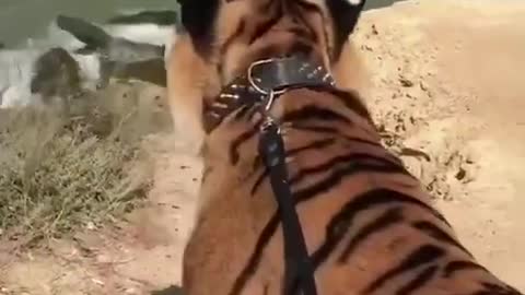 Tigers love to see the sea.