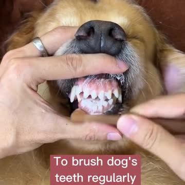 Beautiful clips dogs