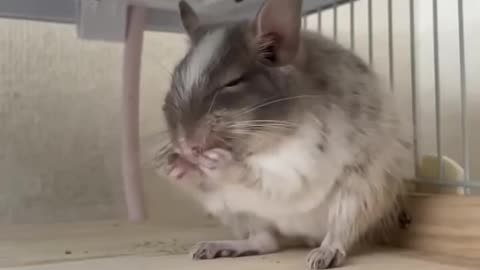 Beautiful Hamster Videos