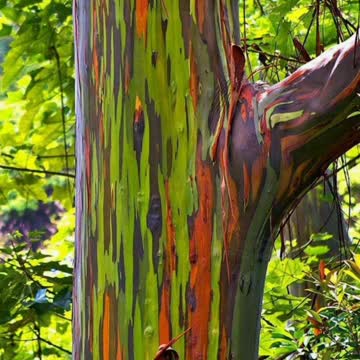 Did You Know? Rainbow eucalyptus groves, Mindanao, Philippines || FACTS || TRIVIA