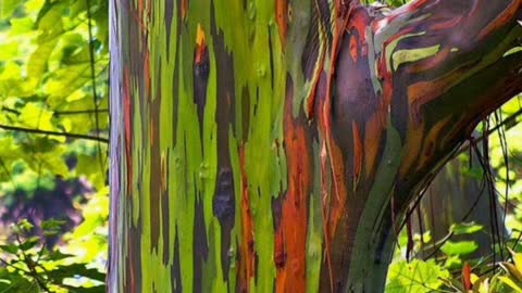 Did You Know? Rainbow eucalyptus groves, Mindanao, Philippines || FACTS || TRIVIA