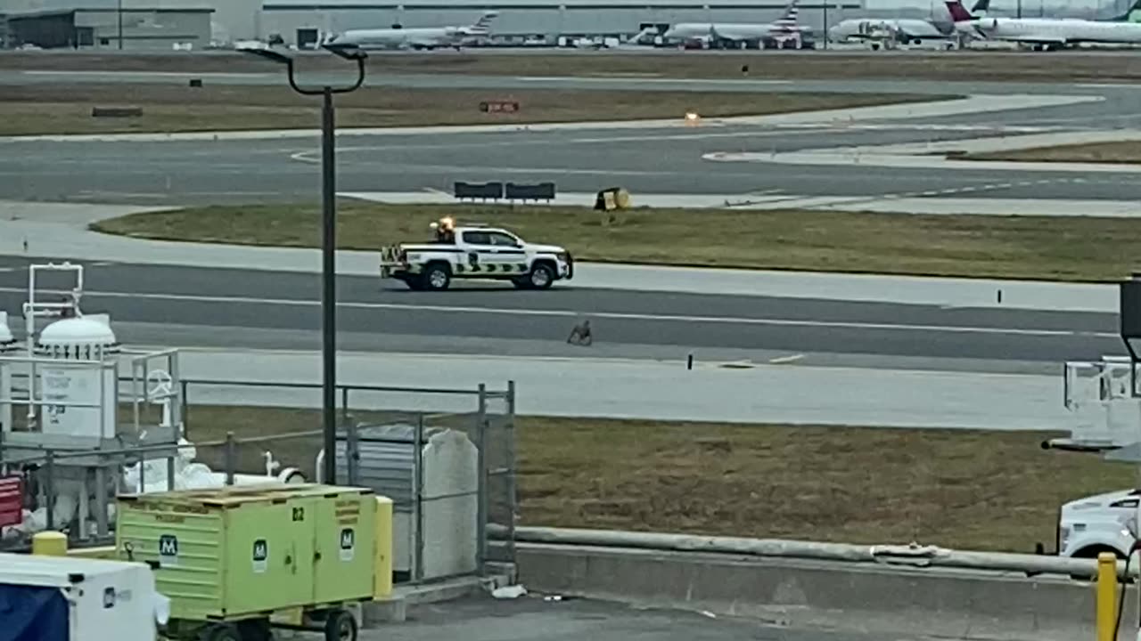 Dog On The Loose At Toronto International Airport