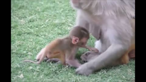 Baby Monkey - Cutest Compilation