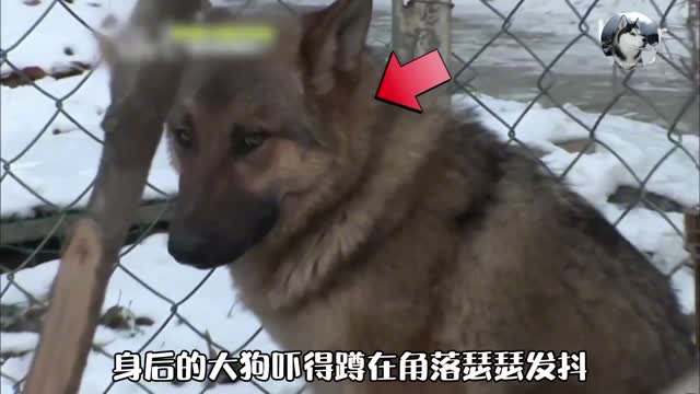 “狼王”被小女孩养成二哈,饲养员都怕它,地位最高却是土狗