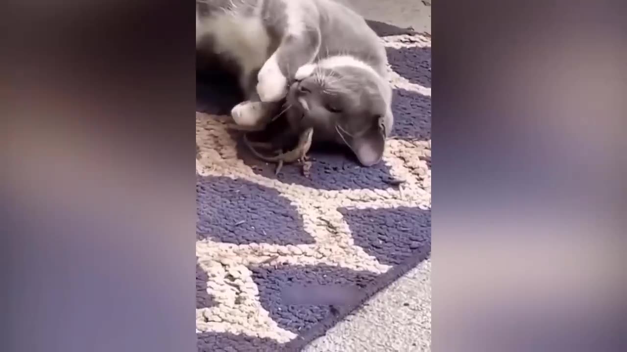 Best Funny Dogs And Cats Videos 😅 - Funniest Animals Videos 2023😇 #1