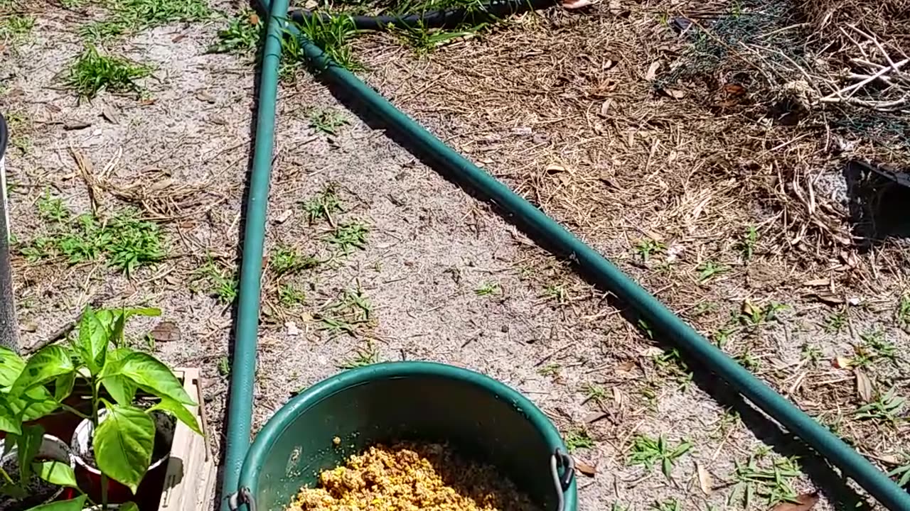 Double Your Chicken Feed