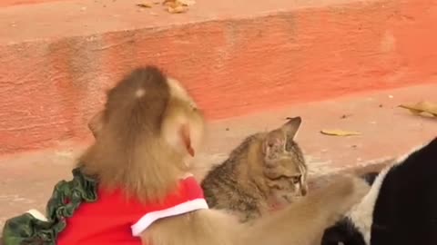 The monkey wants to steal the cat 🤣🤣