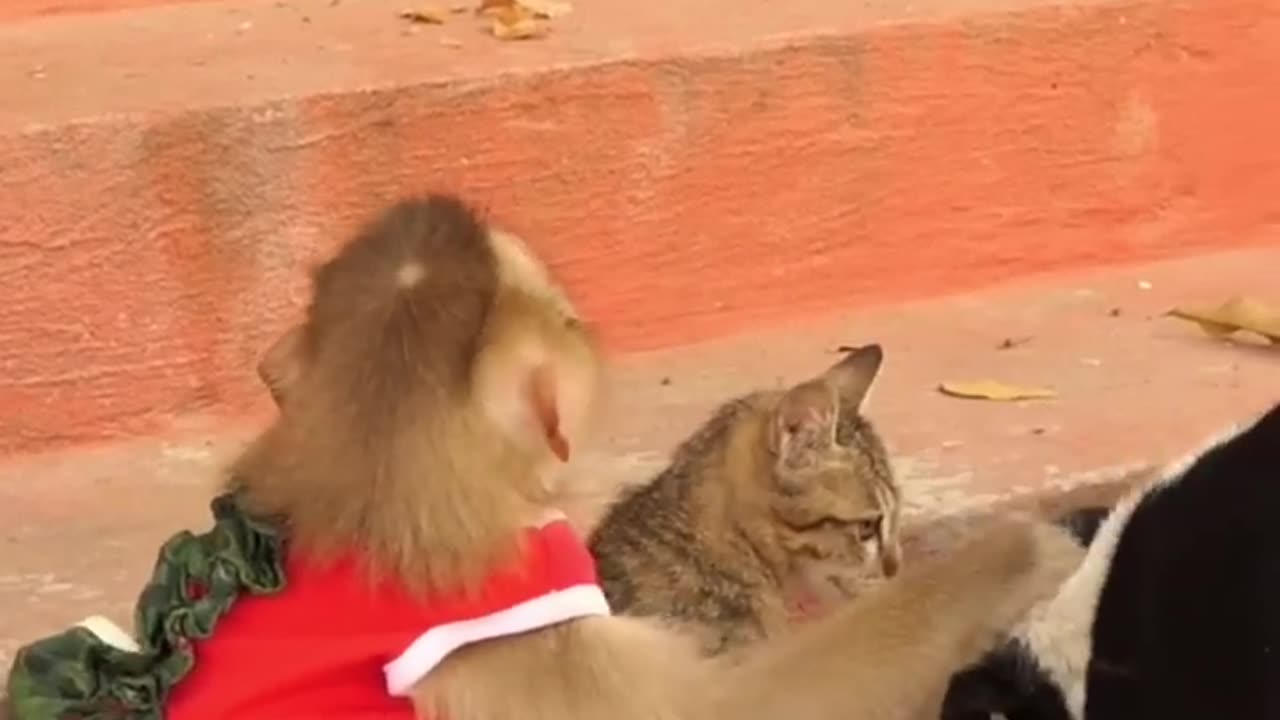 The monkey wants to steal the cat 🤣🤣