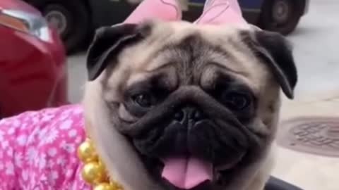 Cute Dogs Funny moments