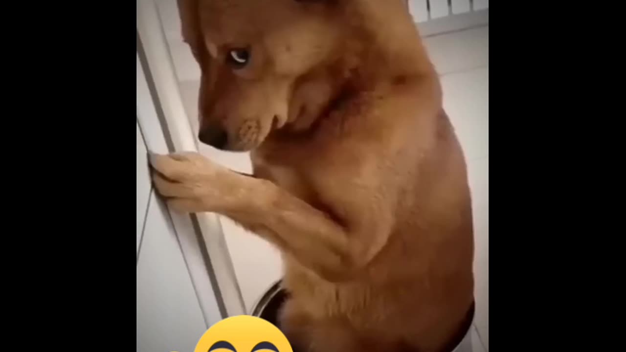 What a stray dog does after being caught doing something bad today