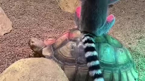 Julian from Madagascar fell off 😂