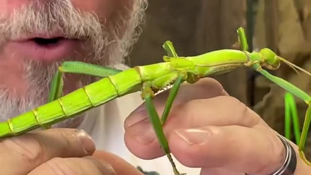 _These stick bugs live fast and look cool doing it!