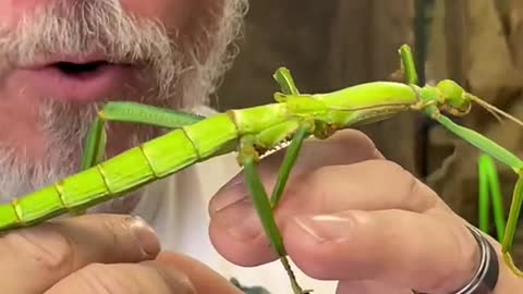 _These stick bugs live fast and look cool doing it!