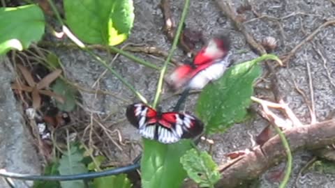 Coconut Creek, FL — Butterfly World