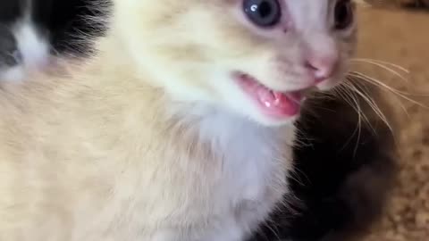 Kitten Meows