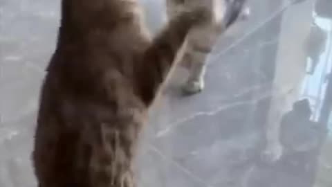 Funny pets