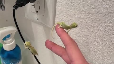 A person tries to help a little chameleon catch her favorite meal