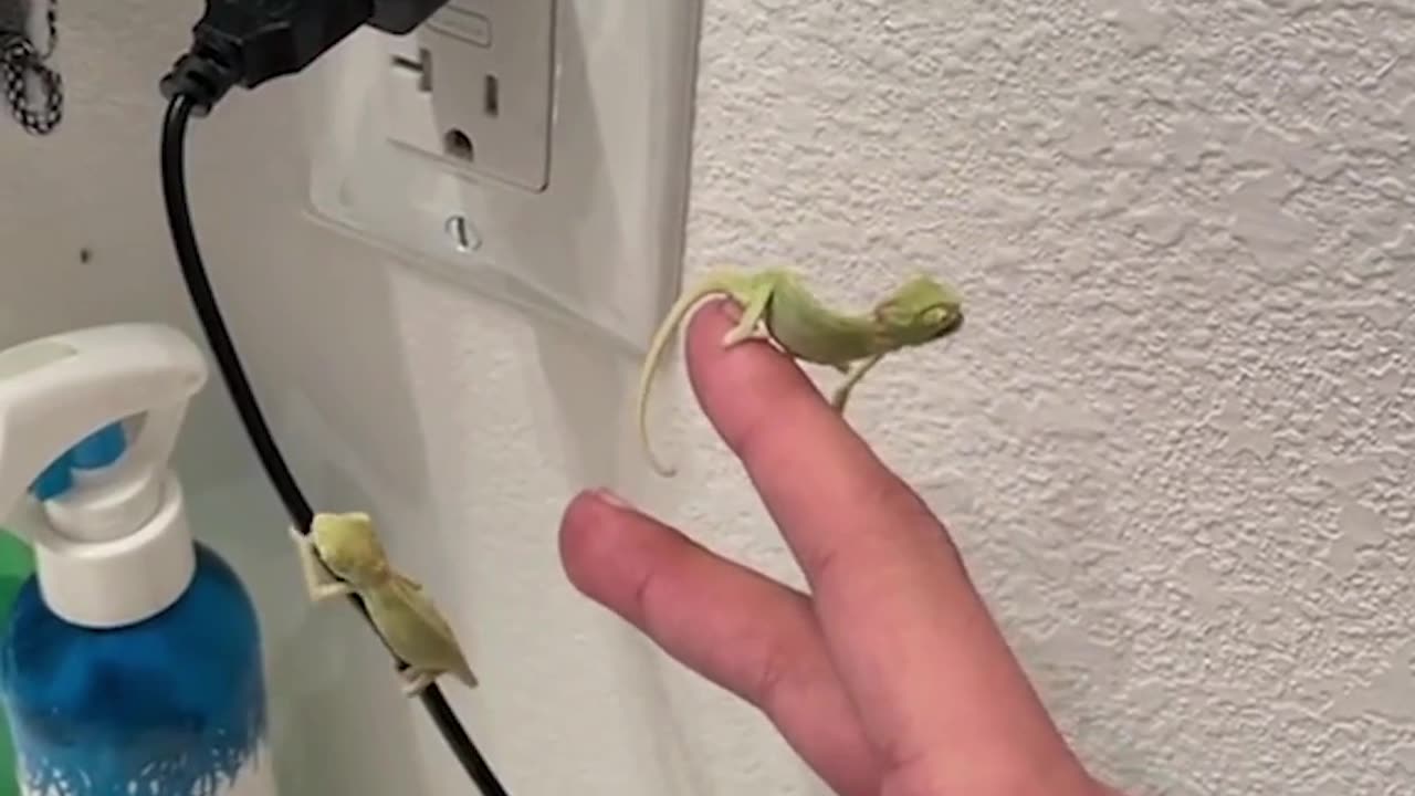 A person tries to help a little chameleon catch her favorite meal