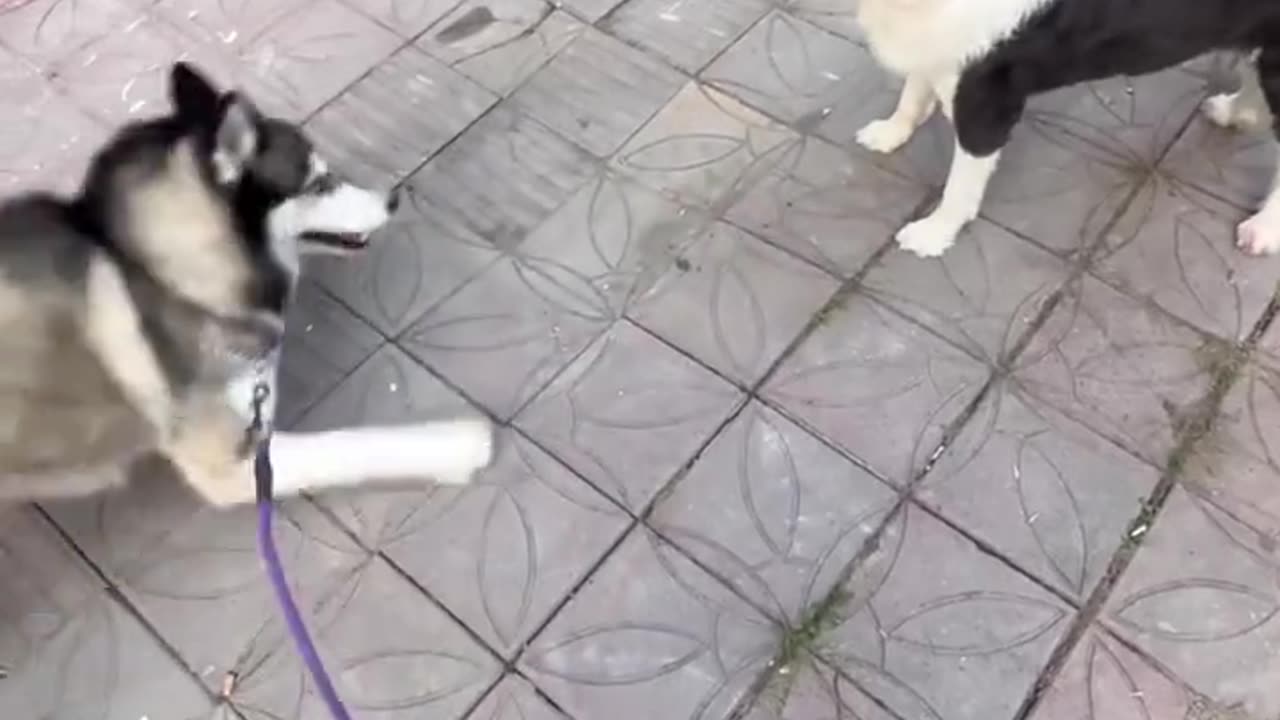 Border Collie: What a moron! Get him out of here