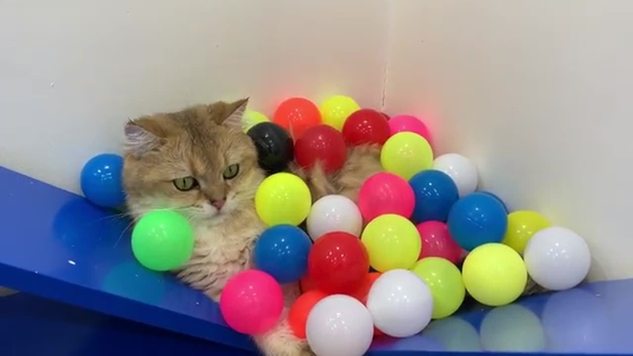 Cat and Balls