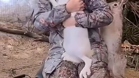 pet rabbits are funny
