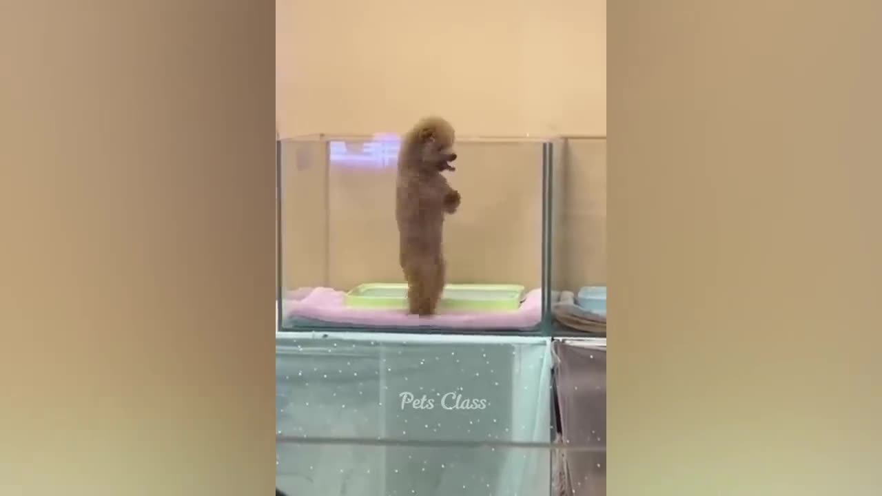 Funny Animals memes