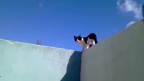 ninja cat