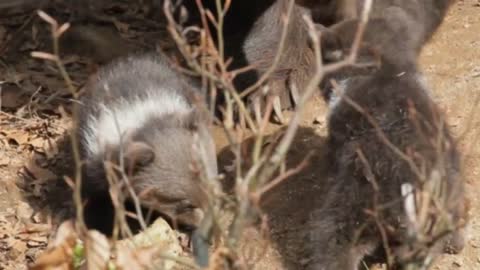 Grizzly Bear Mother Protects Her 3 Tiny Newborns Cubs