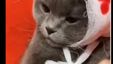 My Injured Cat, 😭😰😱😮😭