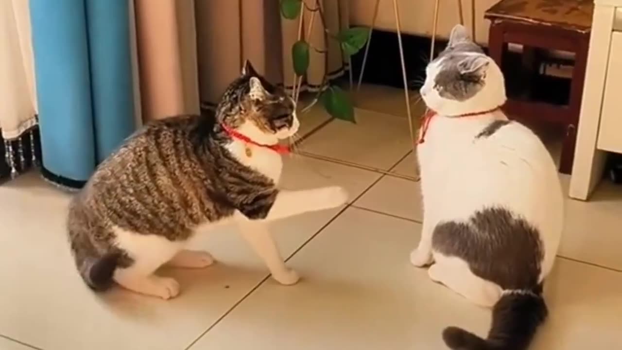 Cats Shake Hand funny video