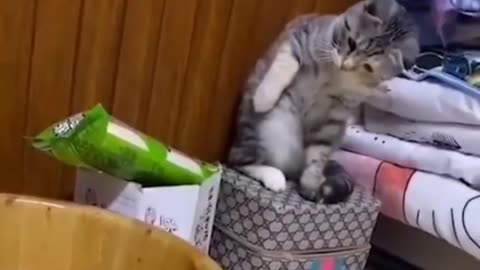 dogs V/S cats FUNNY