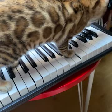 A pianist future