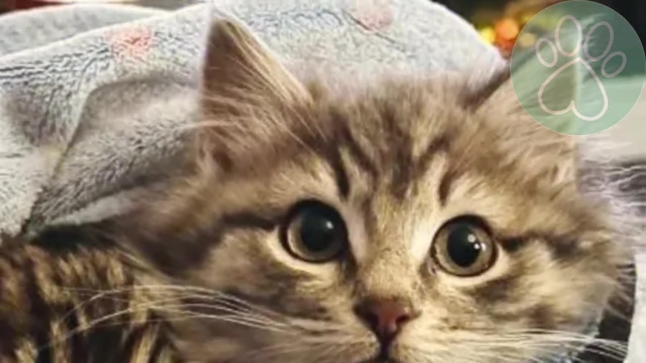 A cat kept her hissy kittens warm during cold until they were rescued VIRAL VIDEO