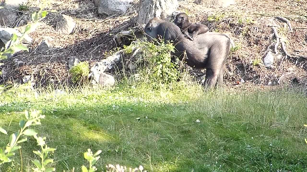 Gorillahonan Babule med nyfödd Elroi på ryggen. Gorilla female Babule with her baby Elroi.